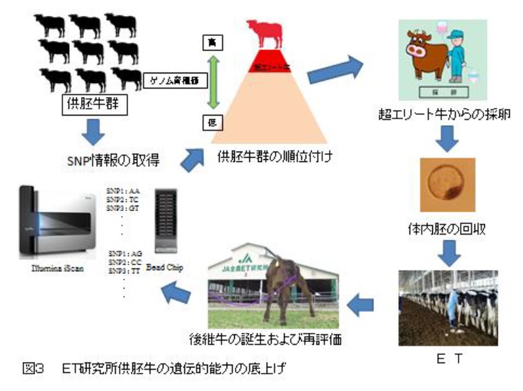 「全農ET研究所における牛体内胚の生産について」